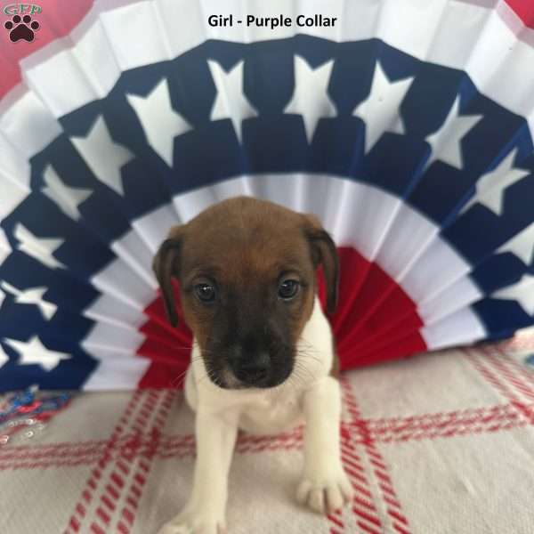Purple, Jack Russell Terrier Puppy